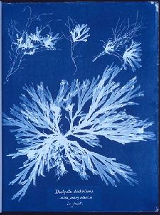 Cyanotypie, Fotogramm einer Pflanze